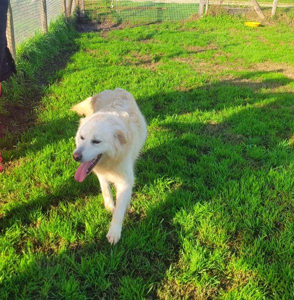 Lucilla cucciolona di pastore maremmano Foto 7