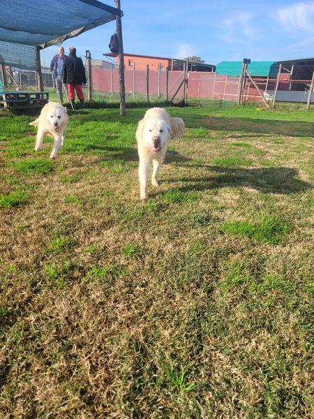 Lucilla cucciolona di pastore maremmano Foto 8