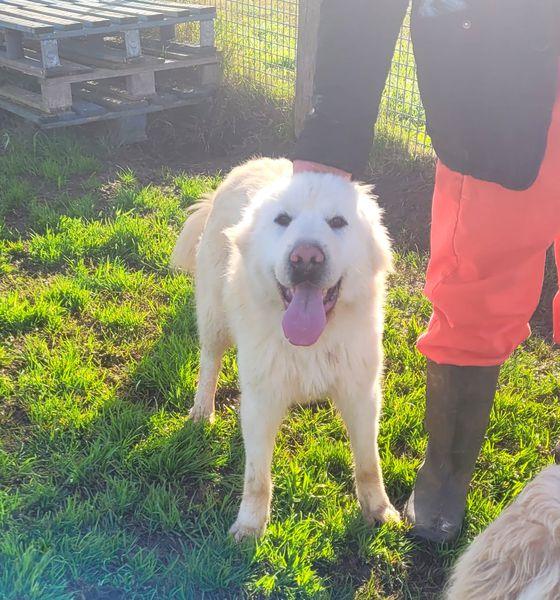 Lucius, cucciolone di pastore maremmano Foto 2