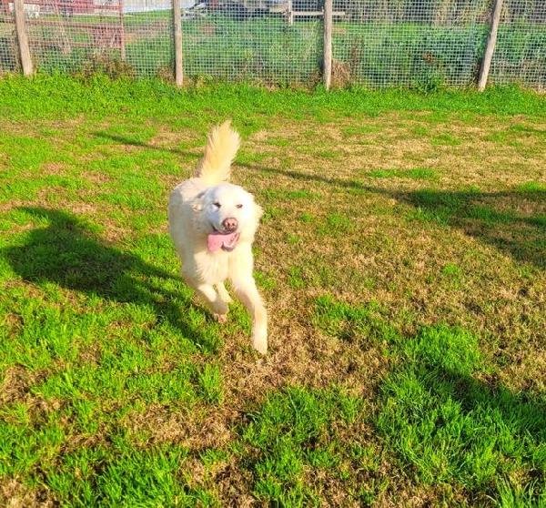 Lucius, cucciolone di pastore maremmano Foto 3