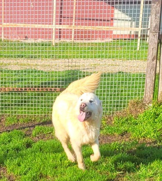 Lucius, cucciolone di pastore maremmano Foto 4