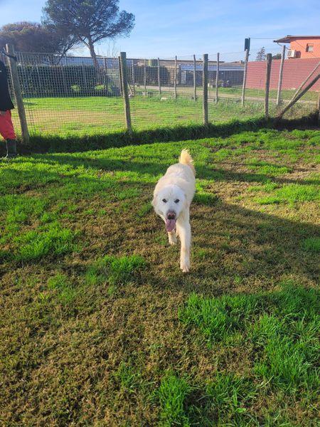 Lucius, cucciolone di pastore maremmano Foto 5