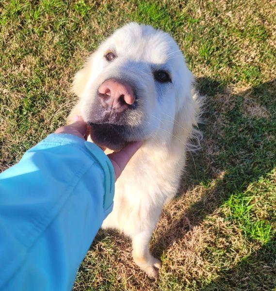 Lucius, cucciolone di pastore maremmano Foto 6