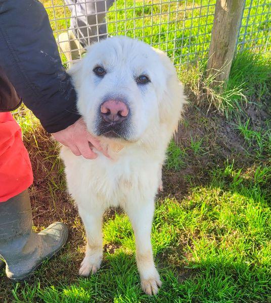 Lucius, cucciolone di pastore maremmano Foto 7