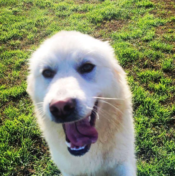 Lucius, cucciolone di pastore maremmano Foto 8