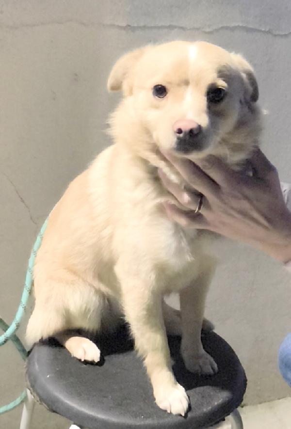 Cagnolino In Adozione Cerca Casa E Un Amorevole Famiglia 