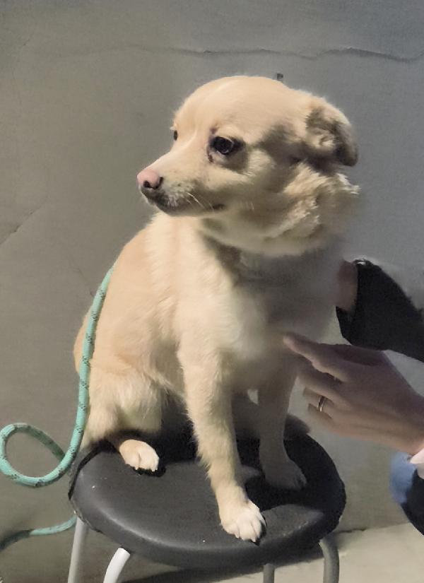 Cagnolino in adozione cerca casa e un amorevole famiglia  Foto 3