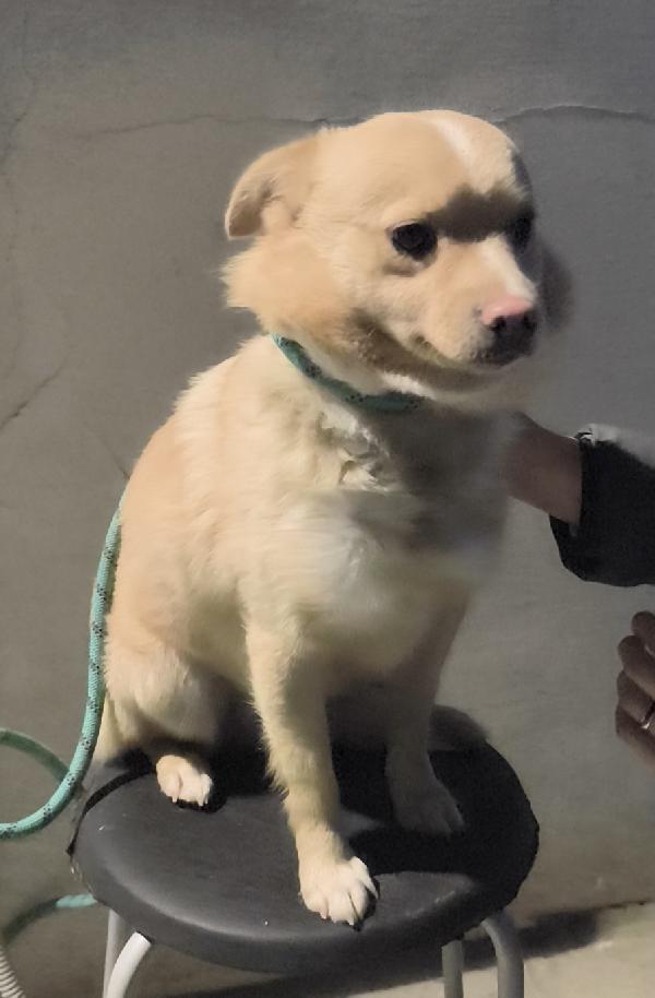 Cagnolino in adozione cerca casa e un amorevole famiglia  Foto 4