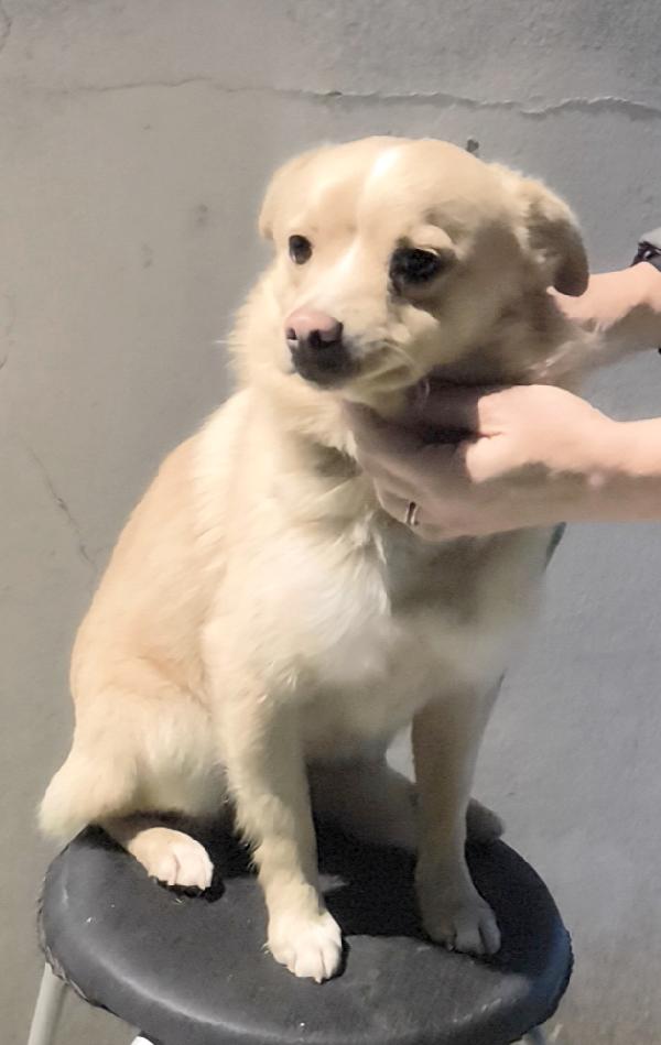 Cagnolino in adozione cerca casa e un amorevole famiglia  Foto 6