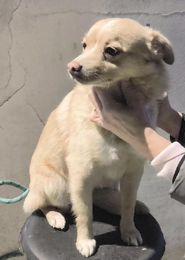 Cagnolino in adozione cerca casa e un amorevole famiglia  Foto 7