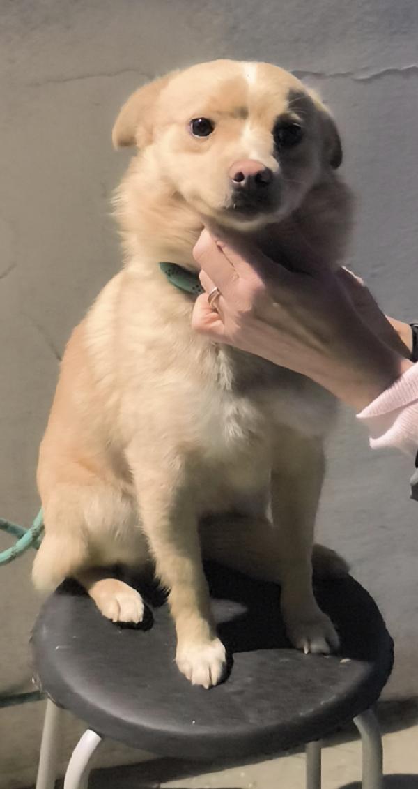 Cagnolino in adozione cerca casa e un amorevole famiglia  Foto 8