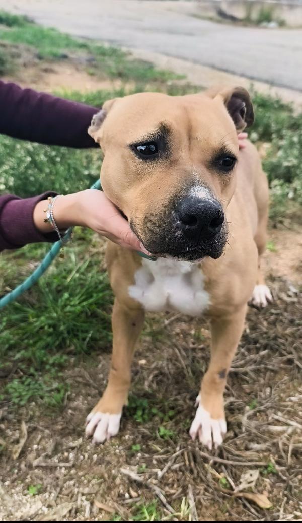 Atena una bellissima e giovane Amstaff in adozione  Foto 3