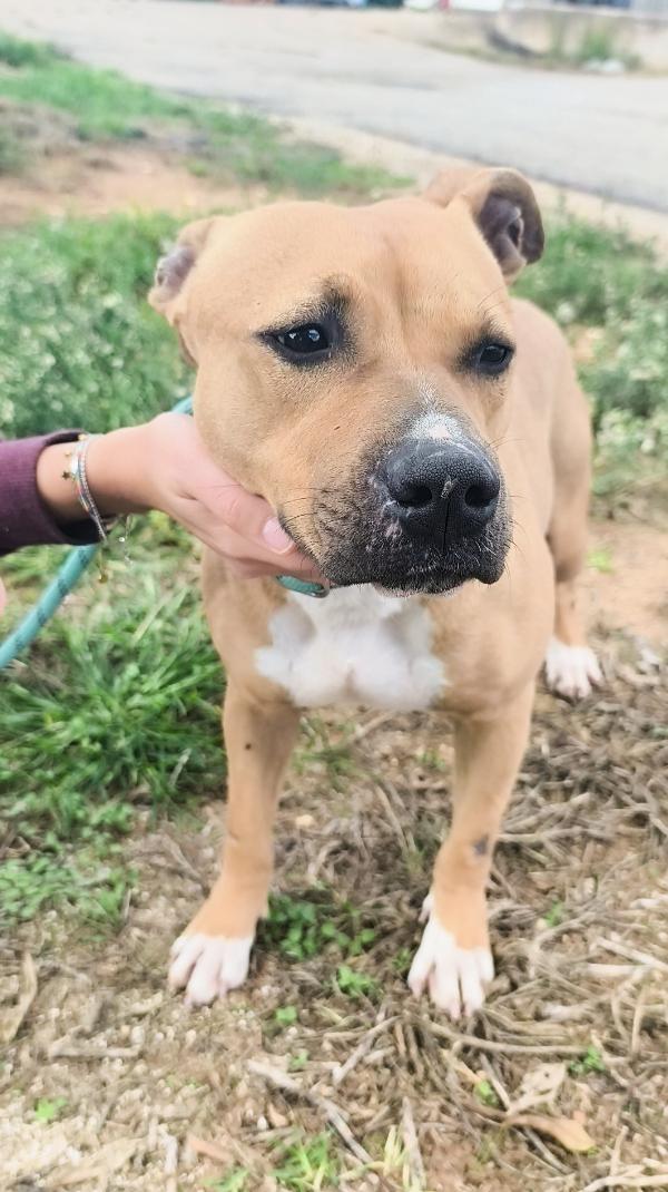 Atena una bellissima e giovane Amstaff in adozione  Foto 4