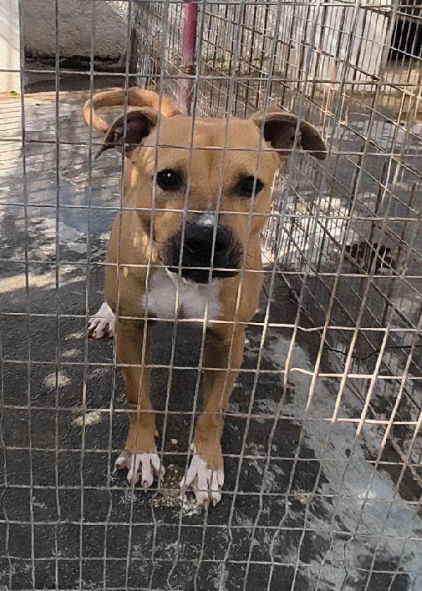 Atena una bellissima e giovane Amstaff in adozione  Foto 7