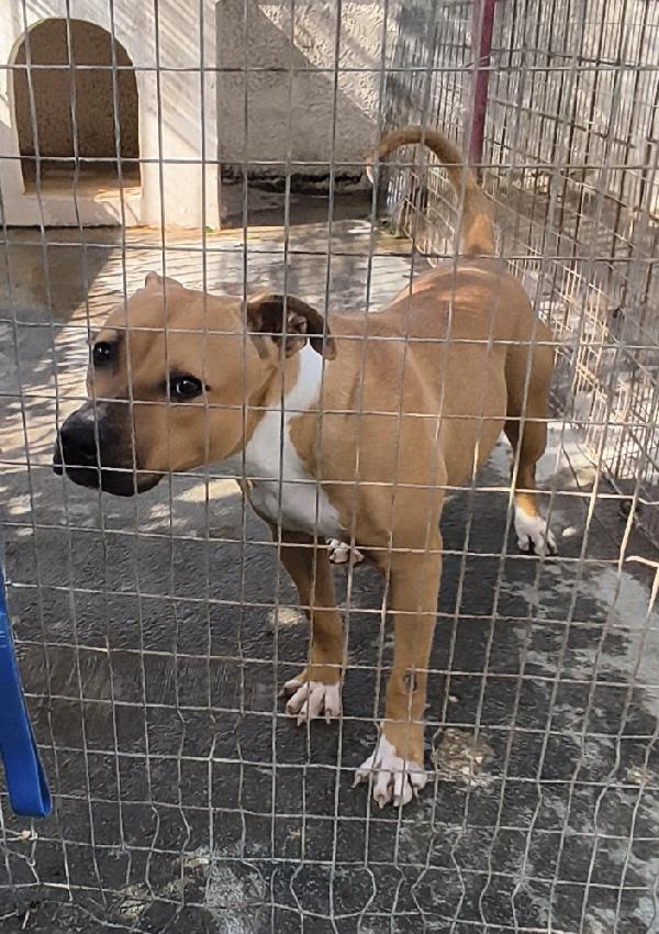 Atena una bellissima e giovane Amstaff in adozione  Foto 8