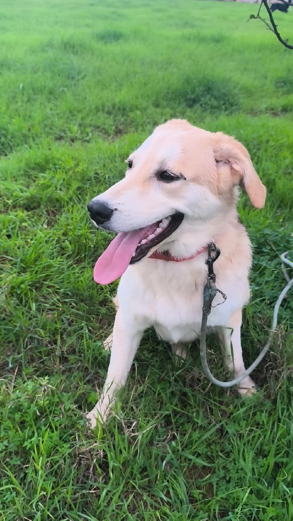 Una famiglia per Jago cagnolino in adozione  Foto 3