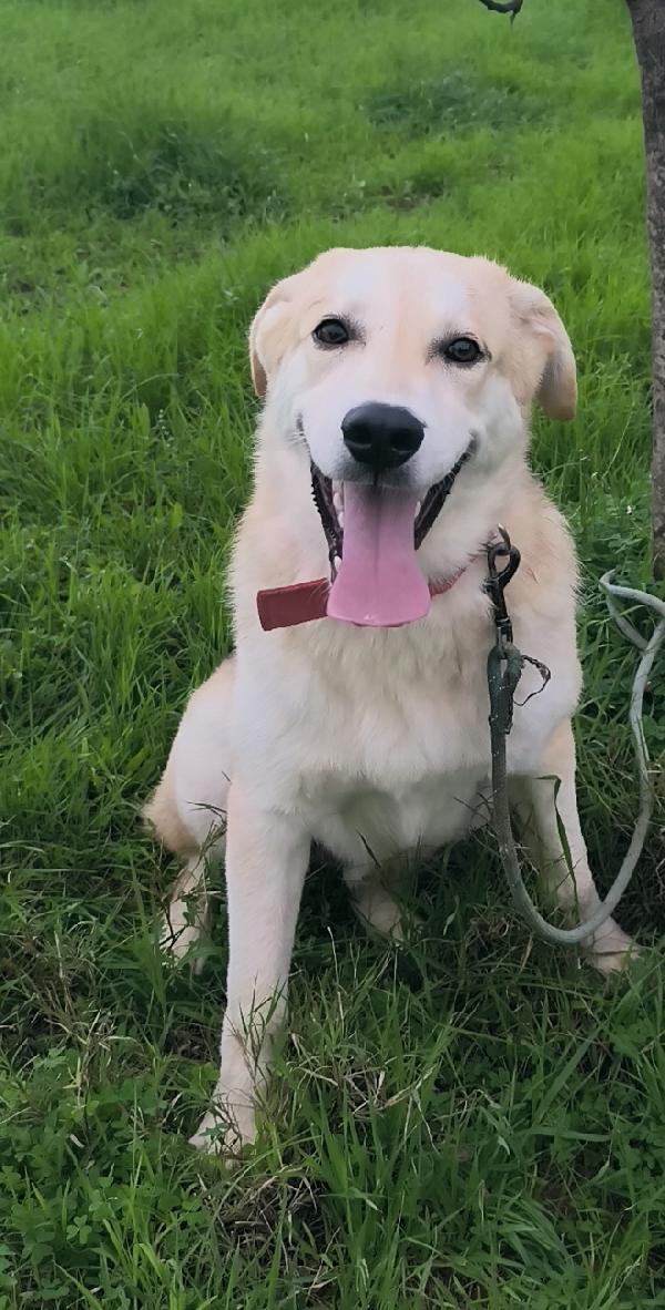 Una famiglia per Jago cagnolino in adozione  Foto 4