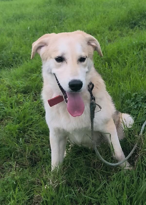 Una famiglia per Jago cagnolino in adozione  Foto 5