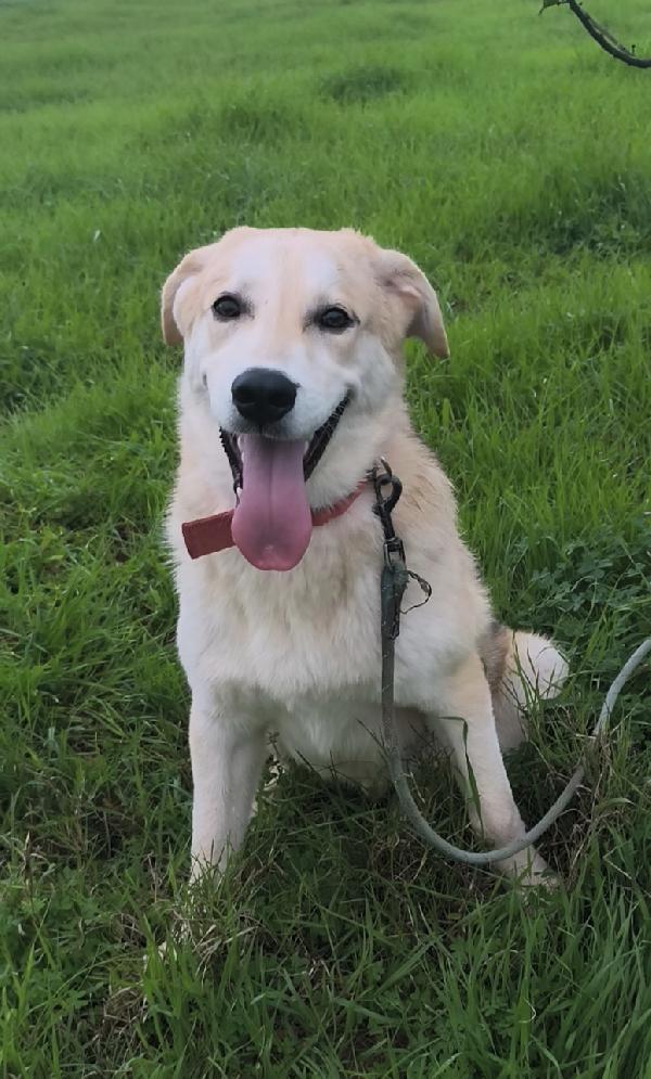 Una famiglia per Jago cagnolino in adozione  Foto 6