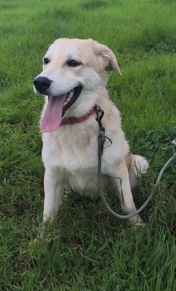 Una famiglia per Jago cagnolino in adozione  Foto 7