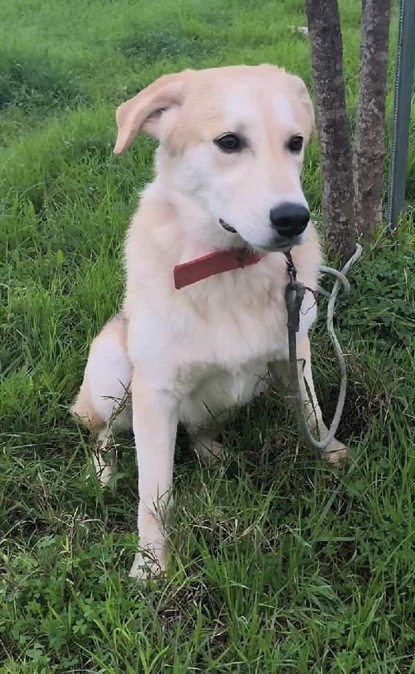 Una famiglia per Jago cagnolino in adozione  Foto 8