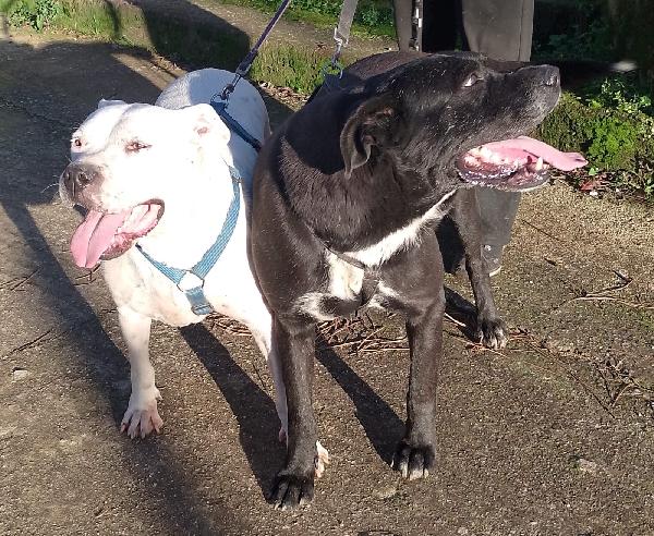 Thor bisognoso simil cane corso cerca famiglia  Foto 2