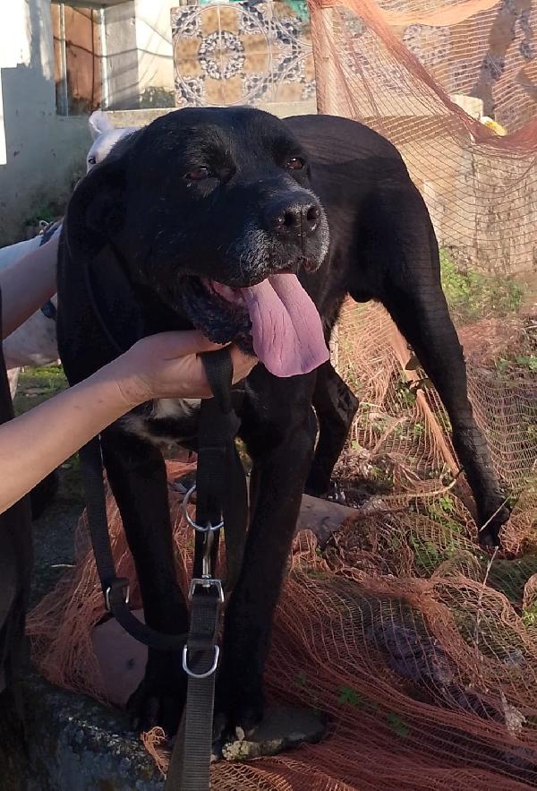 Thor bisognoso simil cane corso cerca famiglia  Foto 3