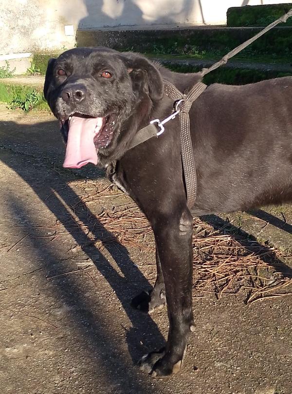 Thor bisognoso simil cane corso cerca famiglia  Foto 4