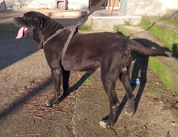 Thor bisognoso simil cane corso cerca famiglia  Foto 5