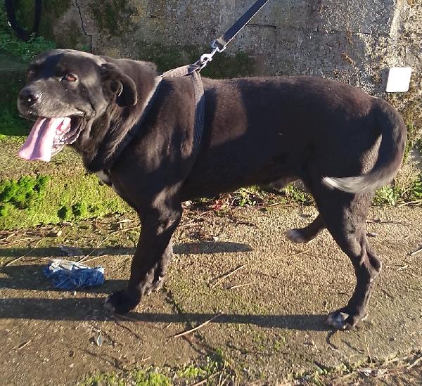 Thor bisognoso simil cane corso cerca famiglia  Foto 7
