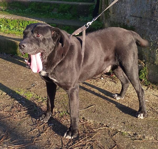 Thor bisognoso simil cane corso cerca famiglia  Foto 6