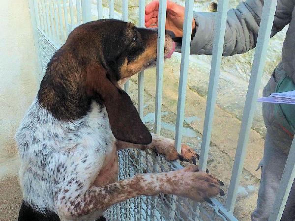 Lutezia dolcissima segugia Foto 5