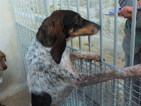 Lutezia dolcissima segugia Foto 6