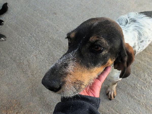 Lutezia dolcissima segugia Foto 7