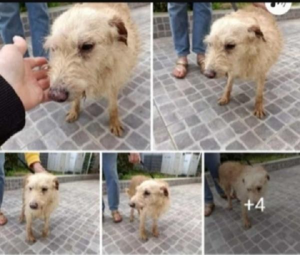 Spillo Anziano Tg Piccola Solo Adozione In Sicilia