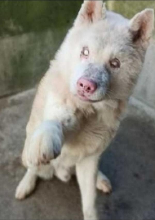 Chopin Akitainu Cieco Anziano Mollato In Canile 