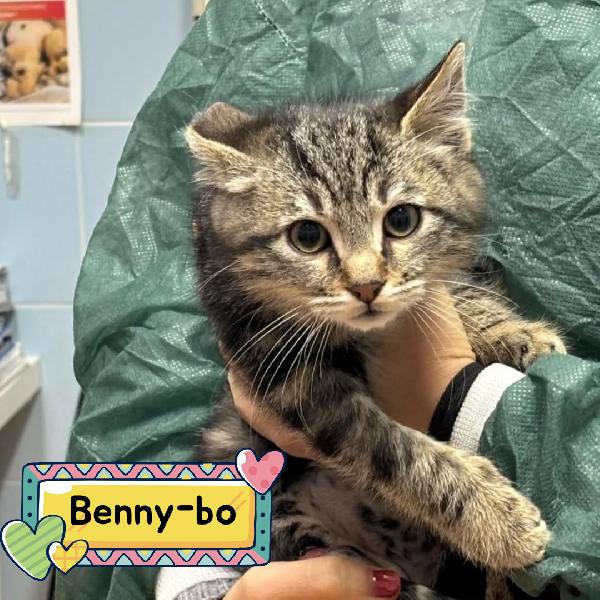 Benny-Bo Dolce Gattino 3 Mesi Cerca Casa - In Adozione 