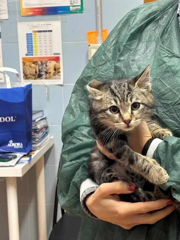 Benny-bo dolce gattino 3 mesi cerca casa - in adozione  Foto 2