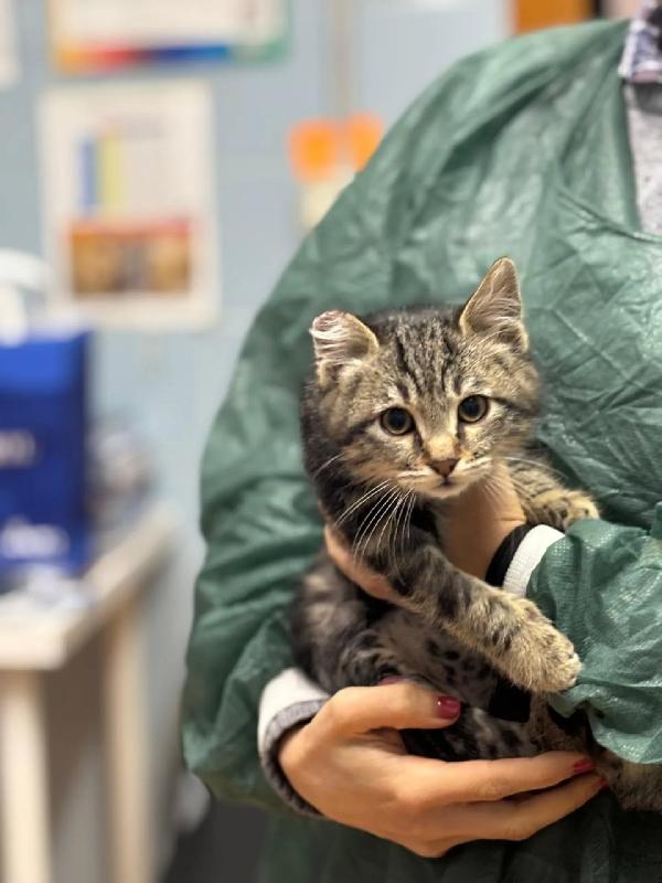 Benny-bo dolce gattino 3 mesi cerca casa - in adozione  Foto 3