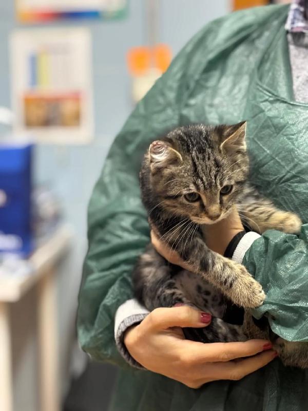 Benny-bo dolce gattino 3 mesi cerca casa - in adozione  Foto 5