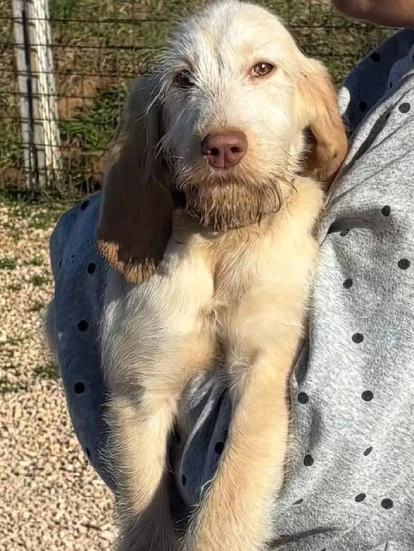 HOPE dolce cucciola 4 mesi spinone italiano cerca casa - in adozione  Foto 2