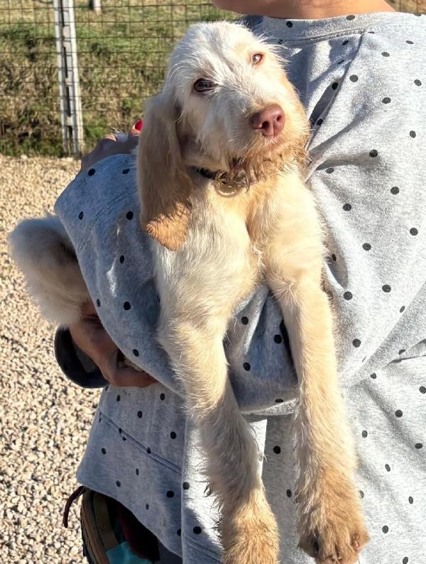 HOPE dolce cucciola 4 mesi spinone italiano cerca casa - in adozione  Foto 3