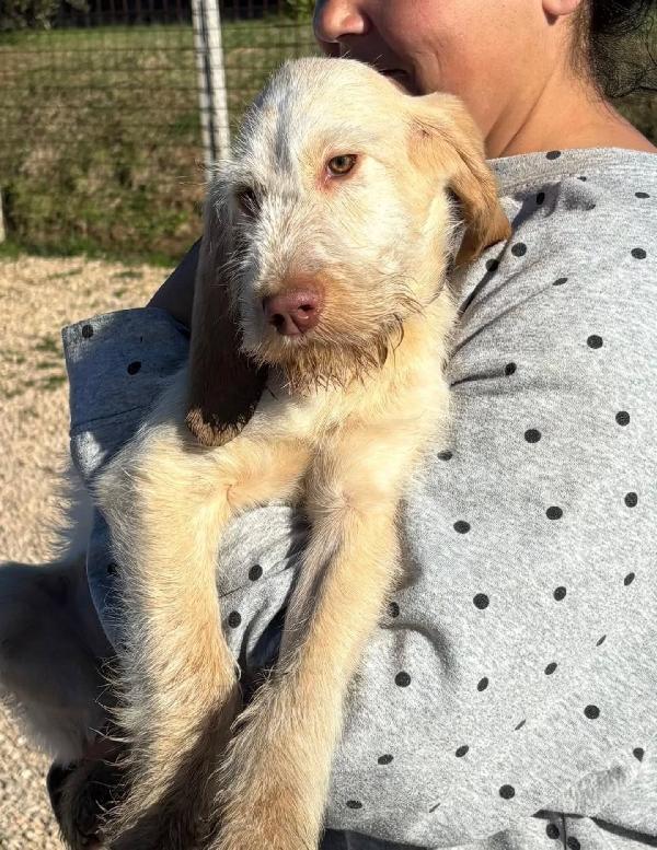 HOPE dolce cucciola 4 mesi spinone italiano cerca casa - in adozione  Foto 4