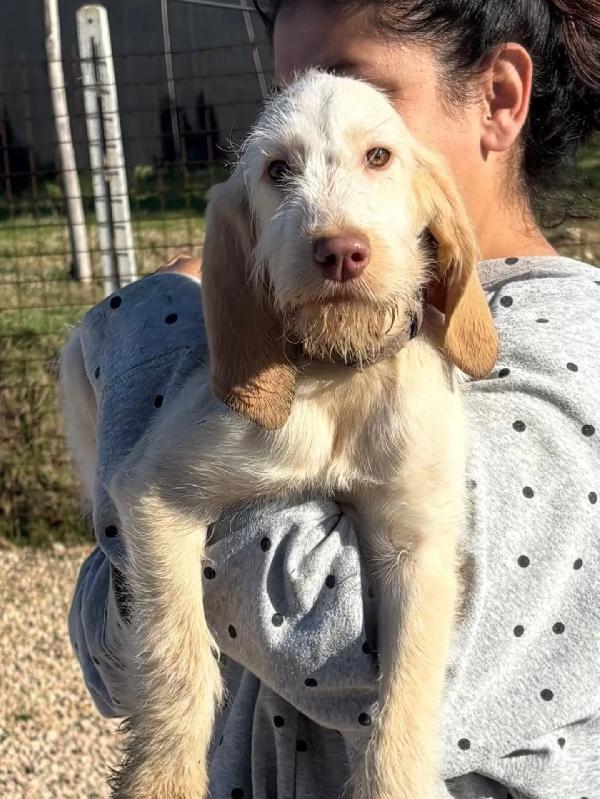 HOPE dolce cucciola 4 mesi spinone italiano cerca casa - in adozione  Foto 5