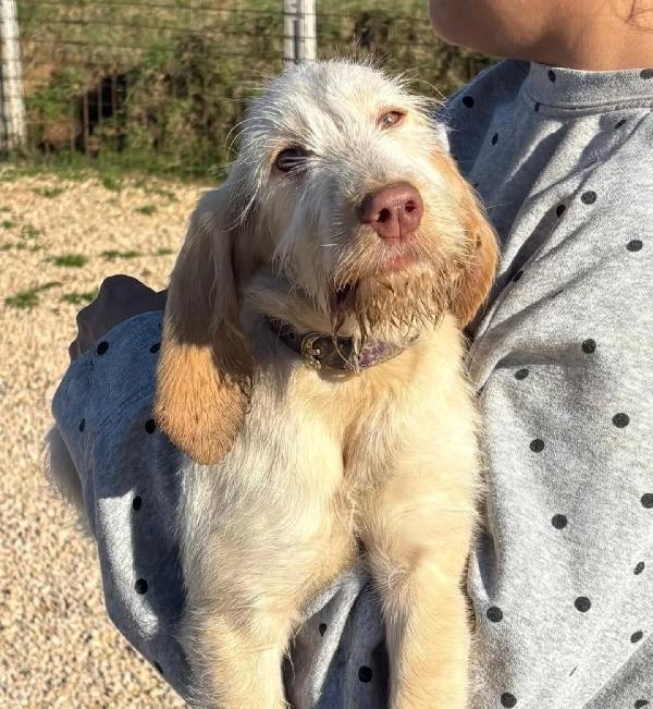 HOPE dolce cucciola 4 mesi spinone italiano cerca casa - in adozione  Foto 6