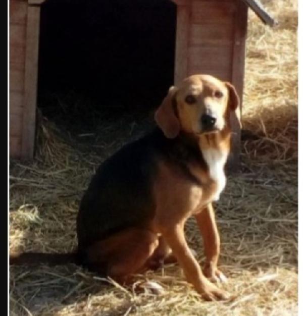 Mix Beagle Adulto Solo E Sfigato! Sos Marche 