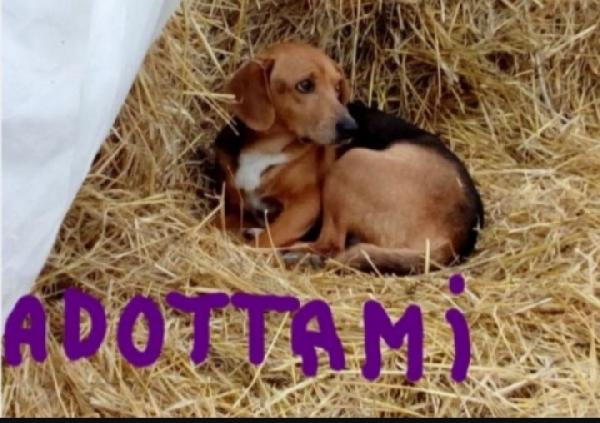 Mix Beagle adulto solo e sfigato! SOS MARCHE  Foto 3