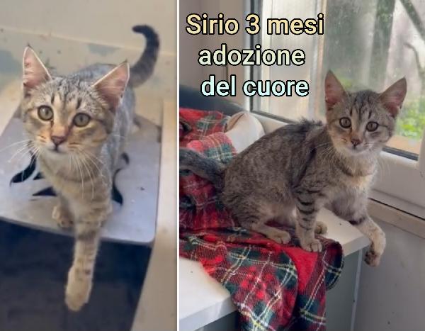 Stupendi micini da salvare  Foto 2