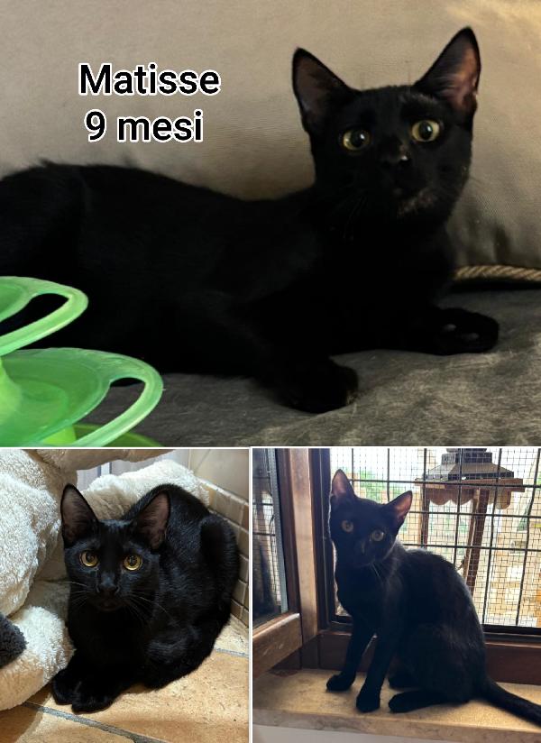 Stupendi micini da salvare  Foto 4