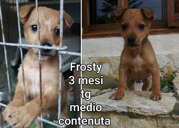 Salva Uno Di Questi Cuccioli 